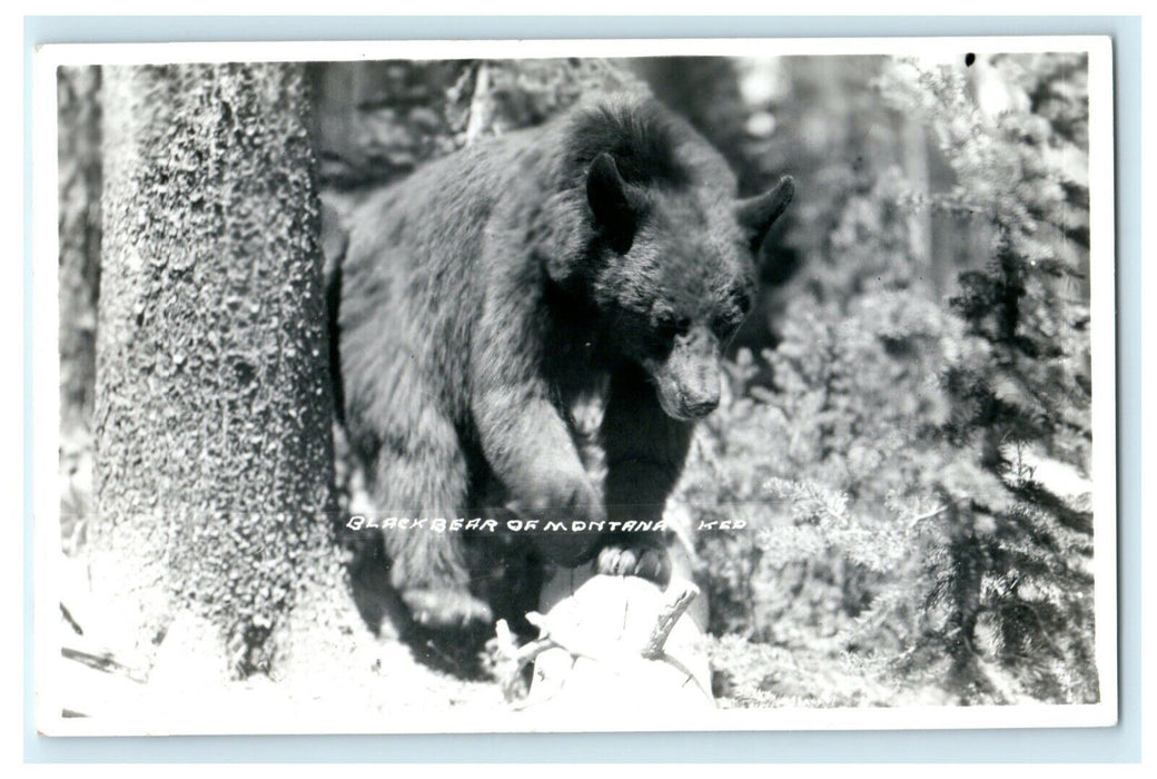 c1930's Black Bear of Montana MT Vintage RPPC Photo Postcard