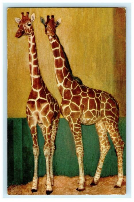c1950's Chicago's New Zoo at Brookfield Reticulated Giraffe Illinois IL Postcard