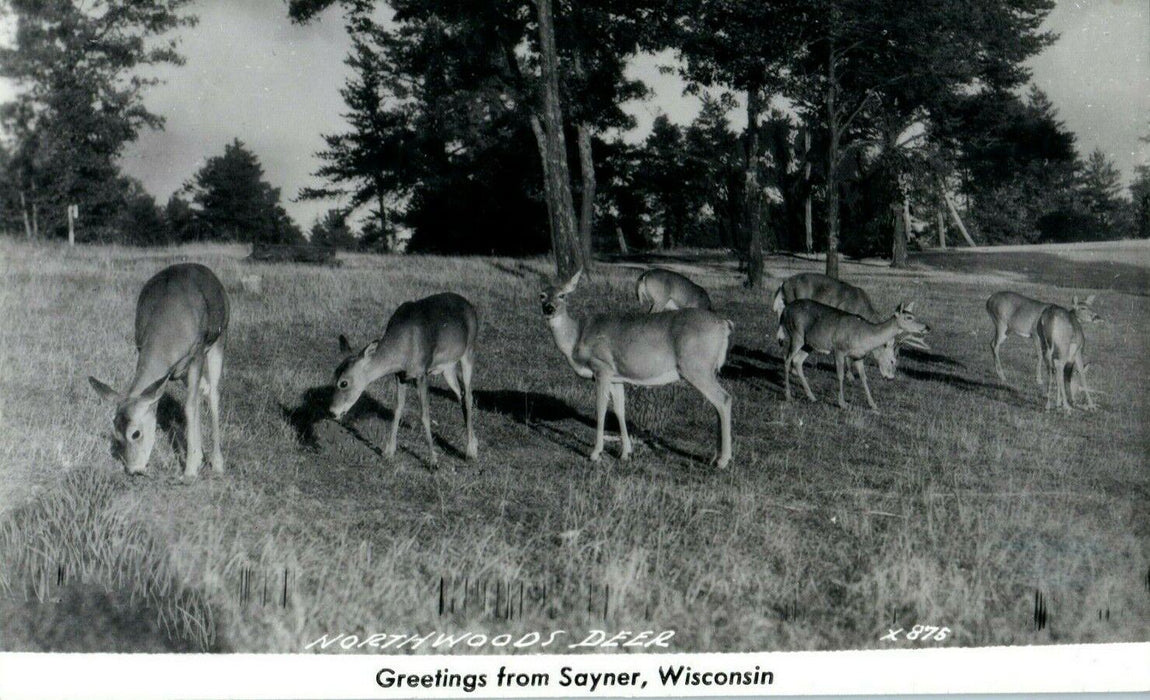 c1950's Greetings From Sayner Wisconsin WI Northwoods Deer RPPC Photo Postcard