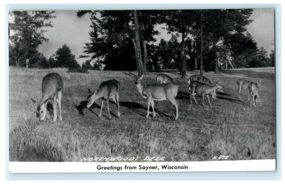 c1950's Greetings From Sayner Wisconsin WI Northwoods Deer RPPC Photo Postcard