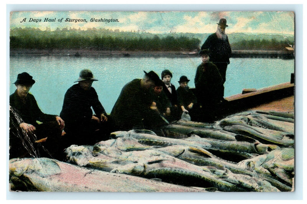 1912 Day's Haul of Sturgeon Washington WA Seattle Postcard