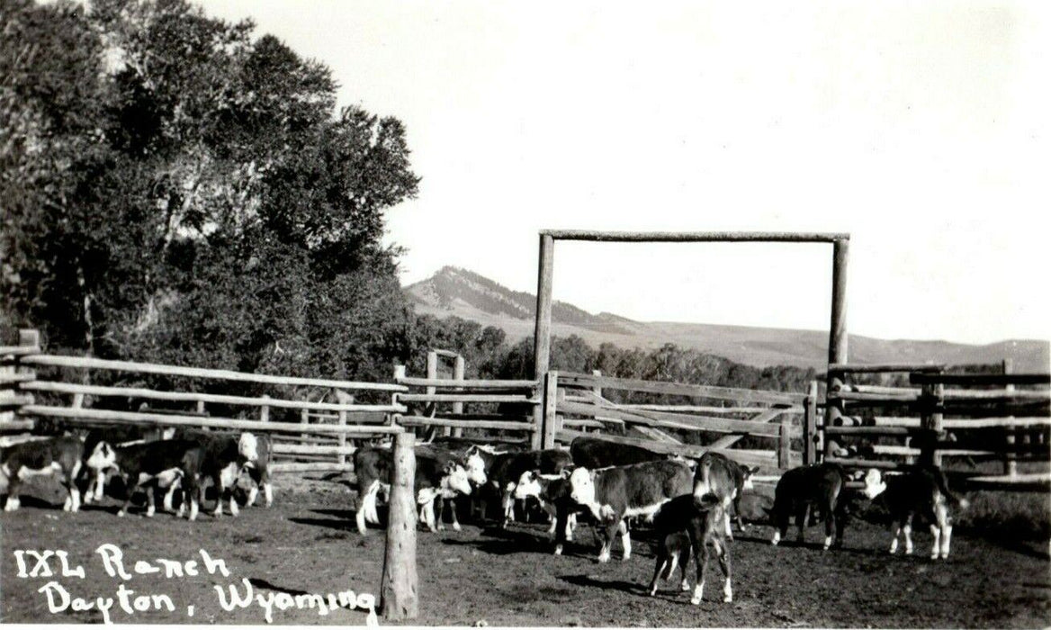 c1940's Cattle Pen IXL Ranch Dayton Wyoming WY RPPC Photo Postcard