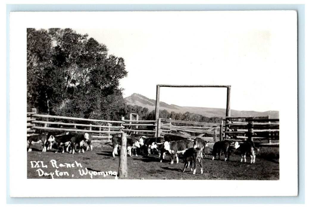 c1940's Cattle Pen IXL Ranch Dayton Wyoming WY RPPC Photo Postcard