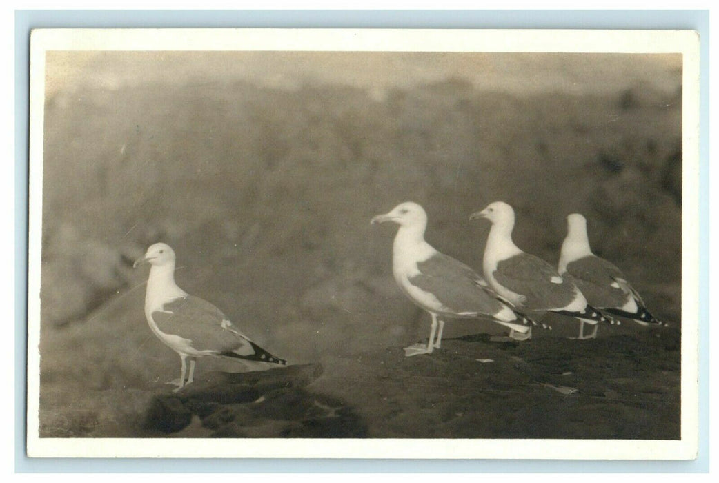 c1910 New Year Message, Doves at Orleans, Massachusetts MA RPPC Photo Postcard