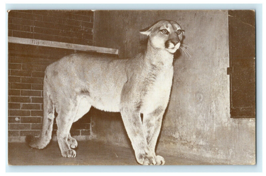c1960's Puma Mountain Liom Lincoln Park Zoo Hospital Illinois IL Postcard
