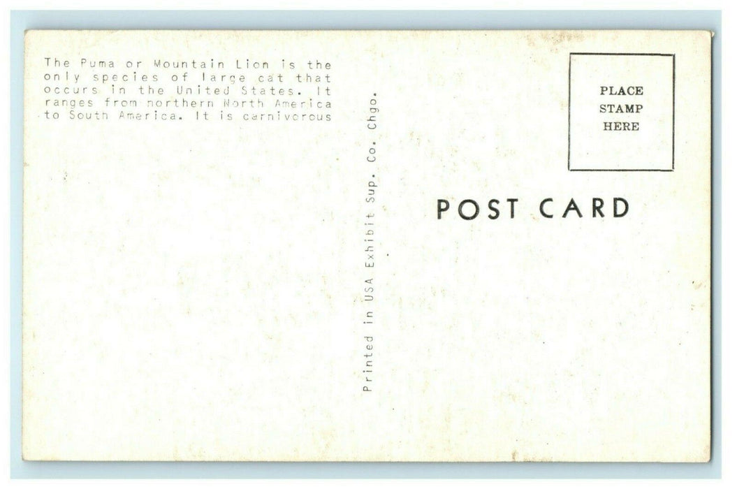 c1960's Puma Mountain Liom Lincoln Park Zoo Hospital Illinois IL Postcard