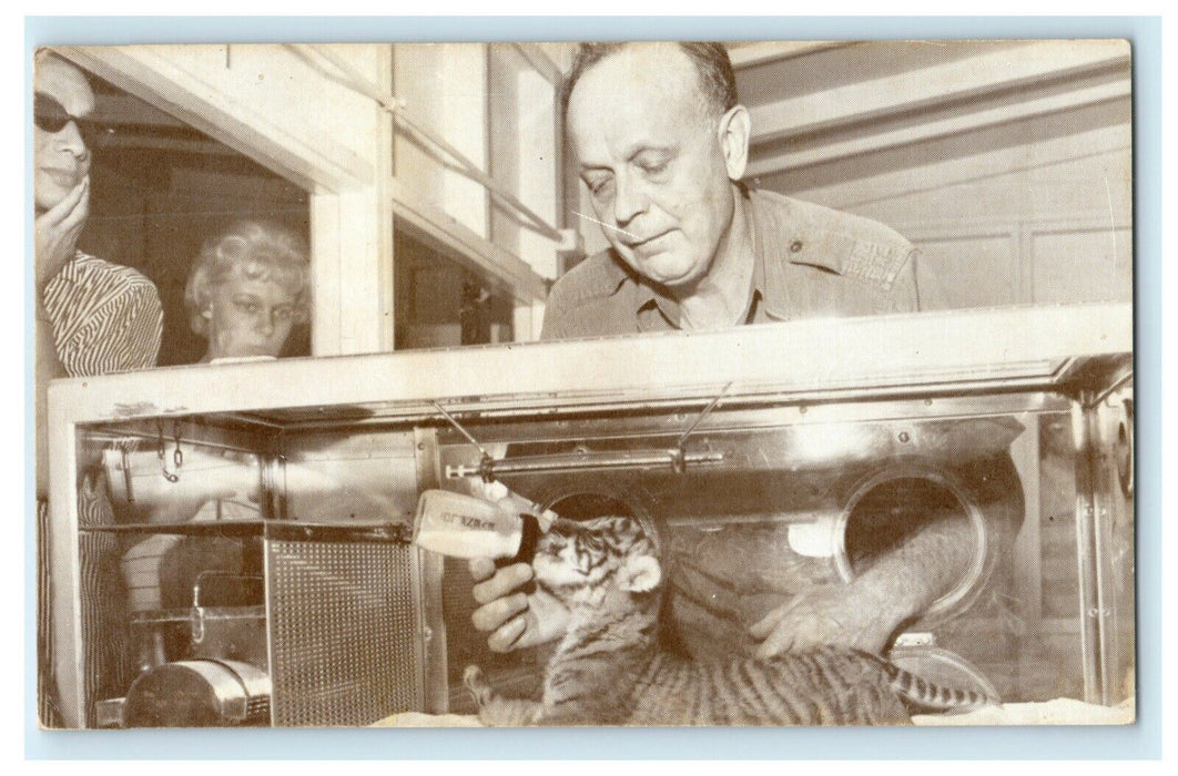 c1960's Baby Tiger Lincoln Park Zoo Hospital Illinois IL Postcard