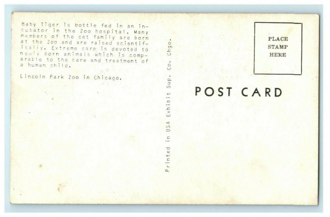 c1960's Baby Tiger Lincoln Park Zoo Hospital Illinois IL Postcard