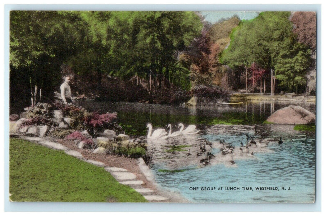 One Group At Lunch Time Swan Ducks Pond Westfield New Jersey NJ Postcard