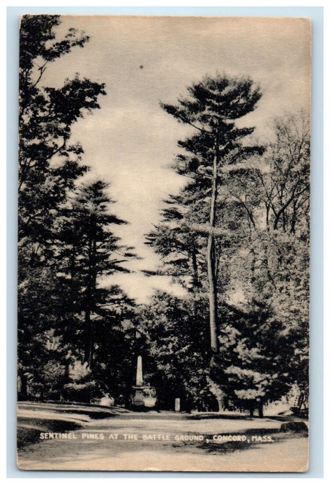 1951 Sentinel Pines At The Battle Ground Concord Massachusetts MA Postcard