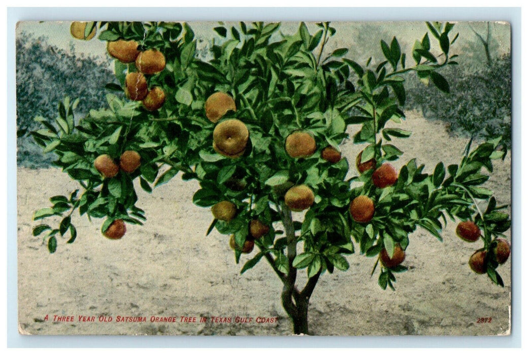 c1910's Brazos Valley Real Estate Advertising Orange Tree Rosenburg TX Postcard