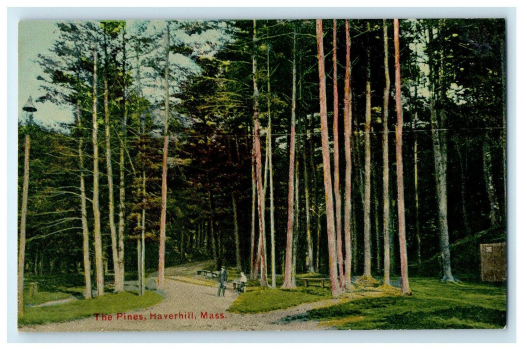 c1912 Nature Scene at The Pines, Haverhill, Massachusetts MA Postcard