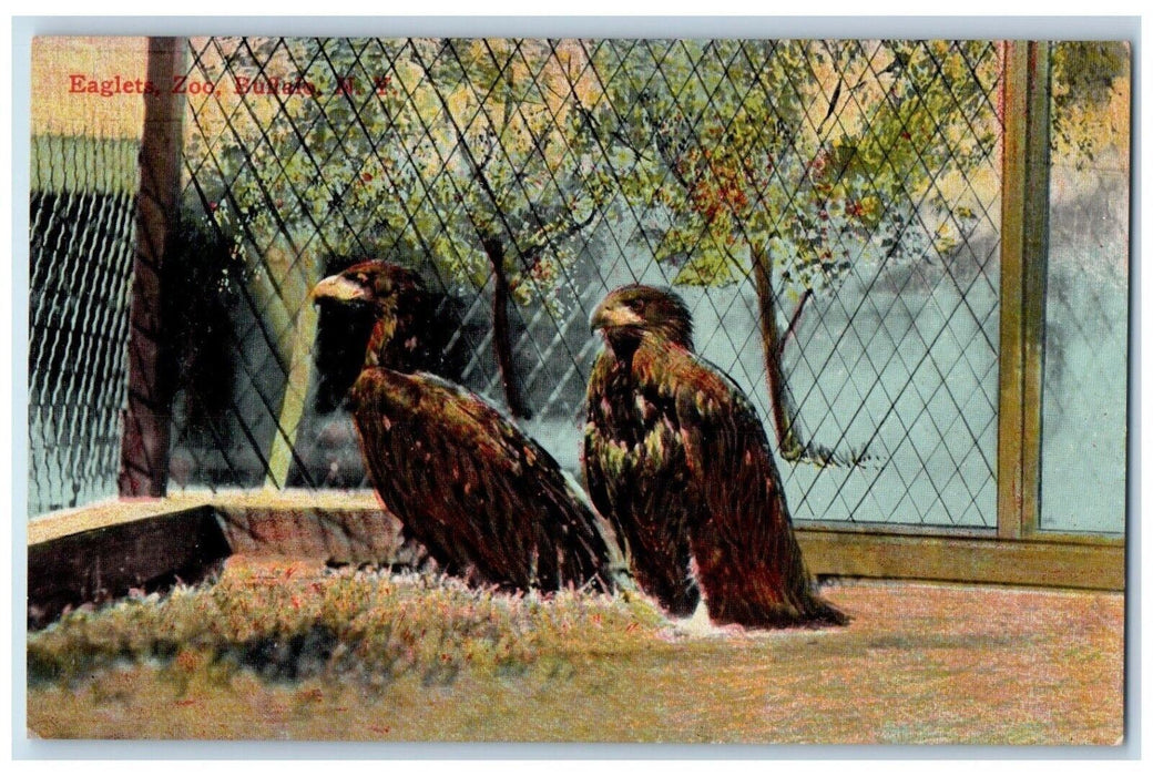 c1910's Eaglets Zoo Buffalo New York NY, Animals Unposted Antique Postcard