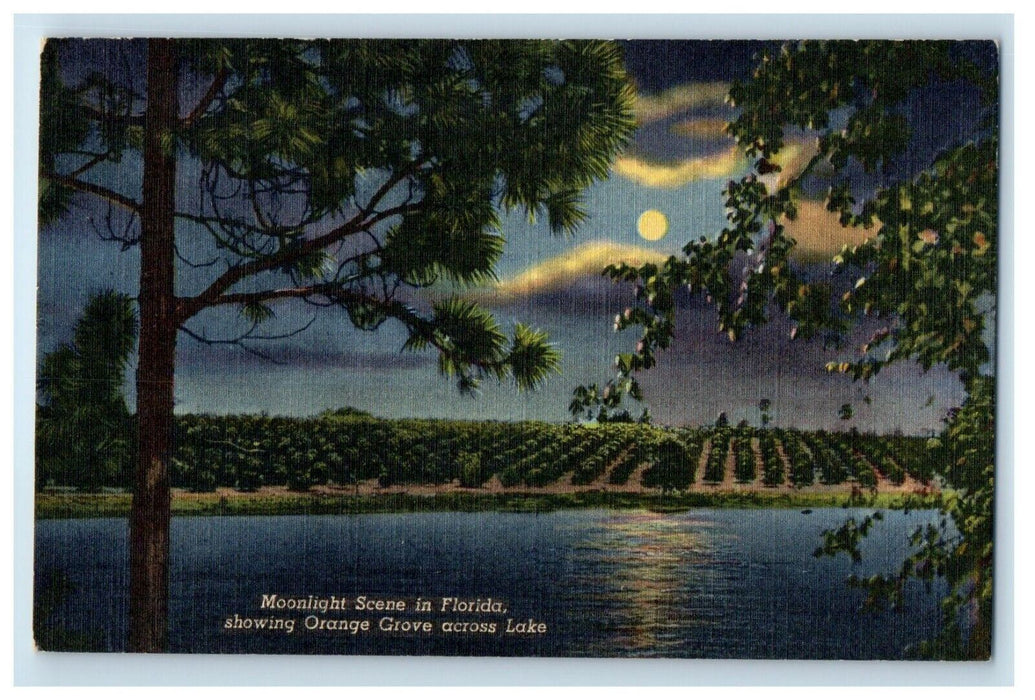 c1930's Moonlight Scene In Florida Showing Orange Grove Across Lake Postcard