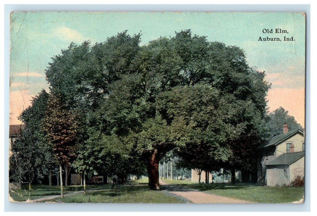 1911 View Of Old Elm Giant Tree Auburn Indiana IN Posted Antique Postcard
