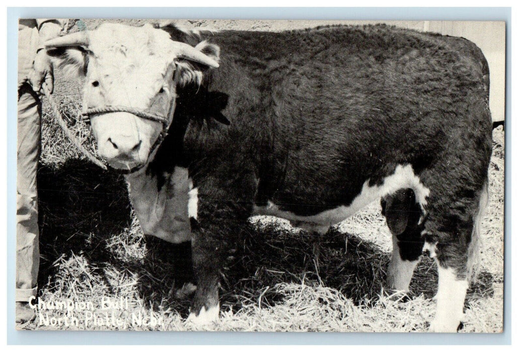 c1910's Champion Bull With Rope North Platte Nebraska NE Antique Postcard