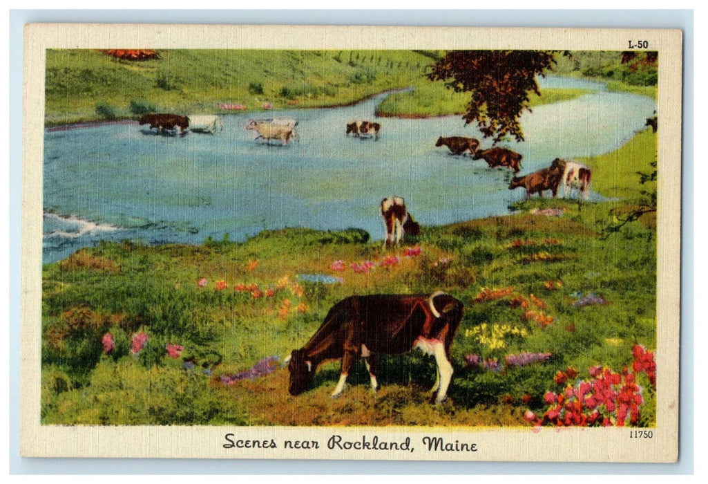 c1930's Flowers and Cows Scenes Near Rockland Maine ME Vintage Postcard