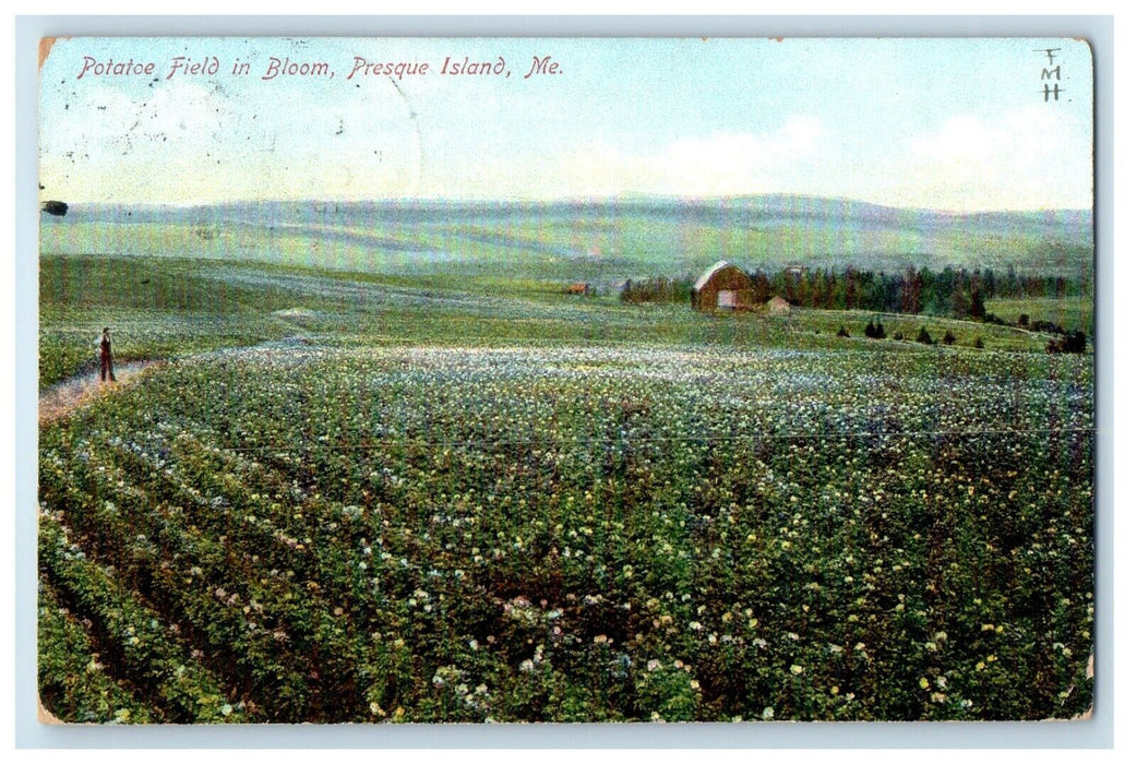 1906 Potatoe Field In Bloom Farm Presque Isle Maine ME Posted Antique Postcard