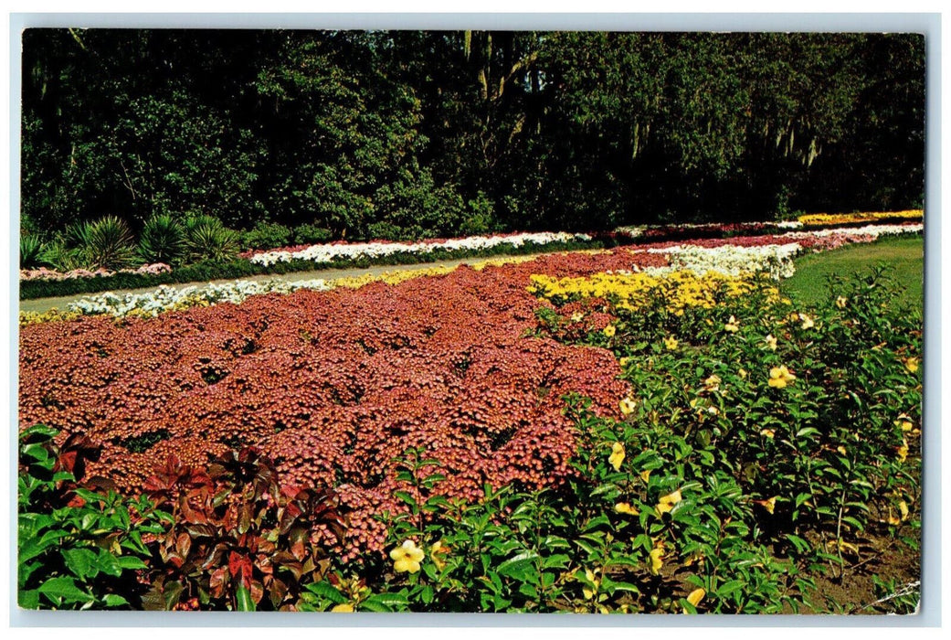 c1960's Allanandas and Chrysanthemums Bellingrath Gardens Theodore AL Postcard