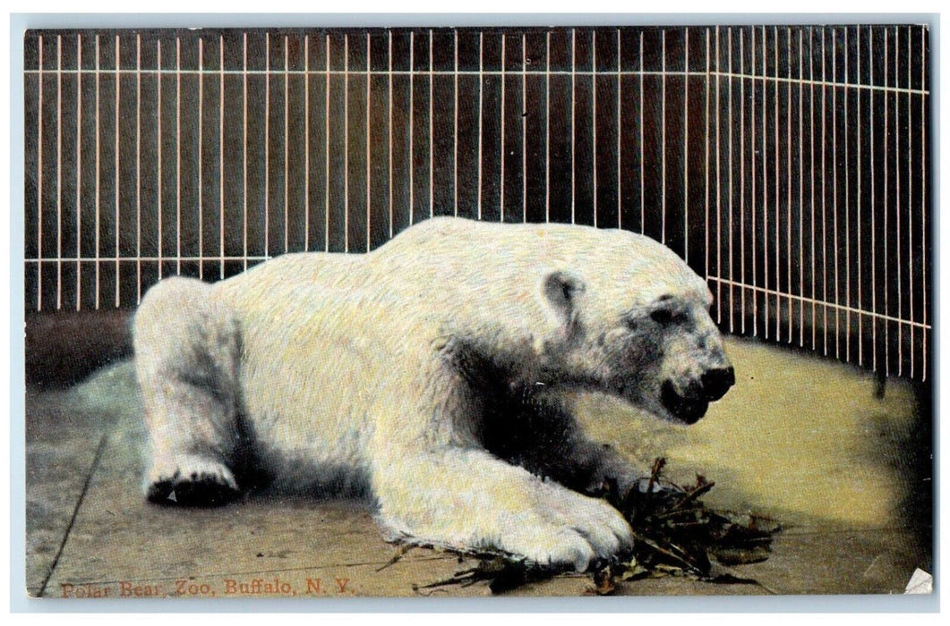 c1910's Polar Bear Zoo Buffalo New York NY, Animals Unposted Antique Postcard