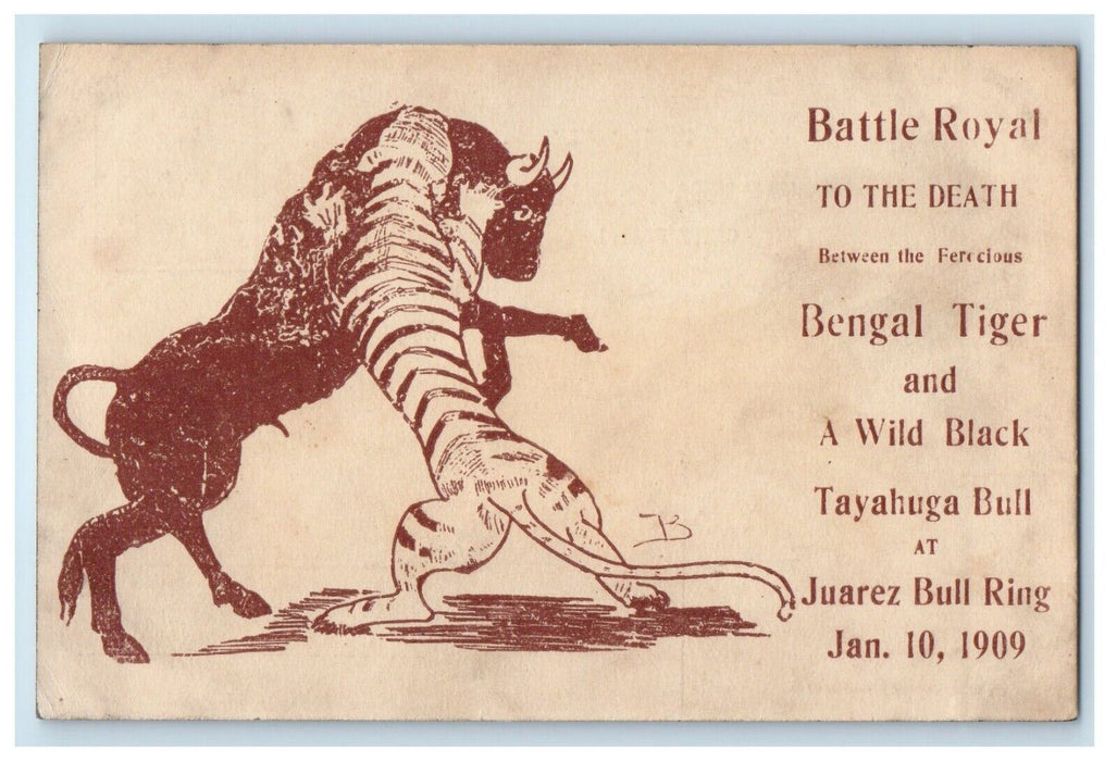 1909 To the Death Battle Fight Bengal Tiger VS Bull Juarez Ring Mexico Postcard