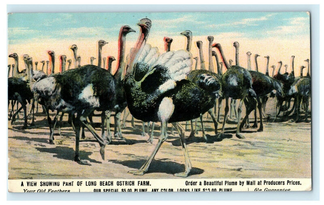 Ostrich Farm Advertising Long Beach California CA Antique Postcard