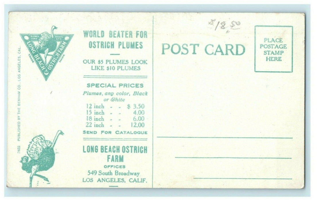 Ostrich Farm Advertising Long Beach California CA Antique Postcard