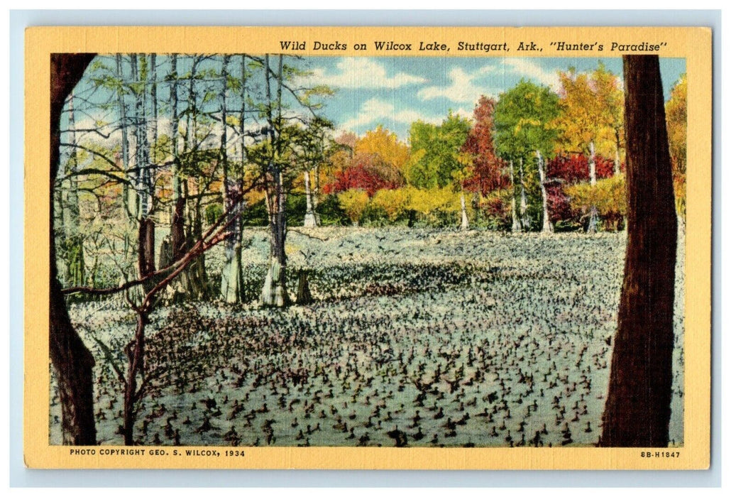 Wild Ducks On Wilcox Lake Stuttgart Arkansas AR, Hunters Paradise Postcard