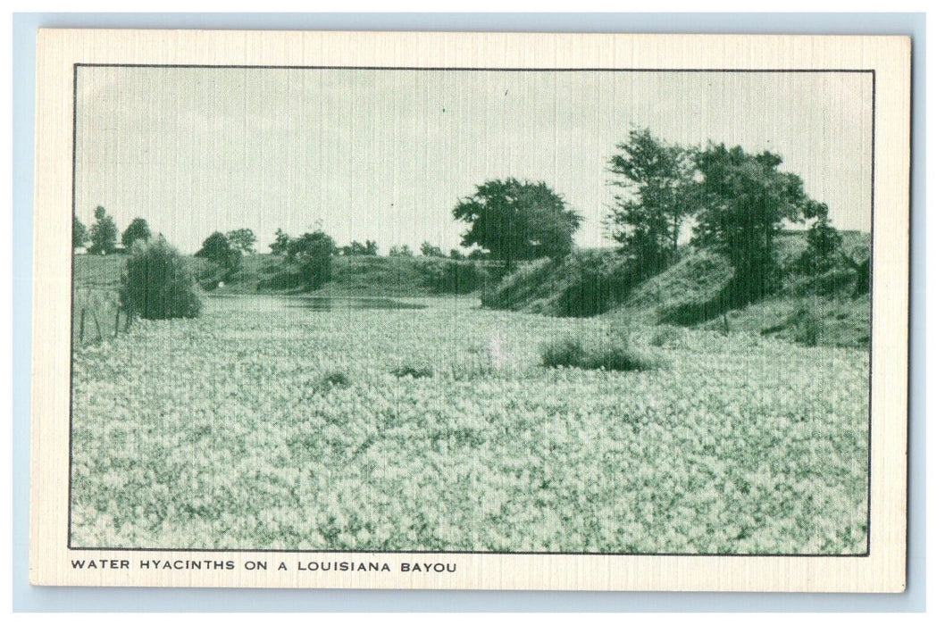 c1940's View Of Water Hyacinths On Louisiana Bayou LA Unposted Vintage Postcard