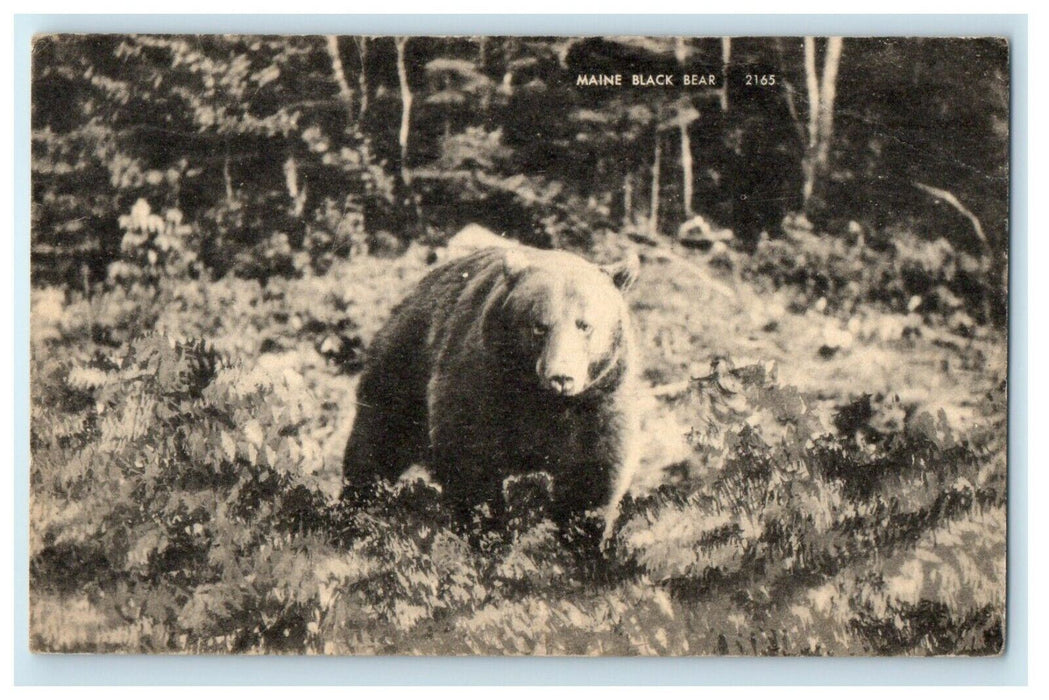 1949 The Black Bear Presque Isle Maine ME Vintage Divided Back Animal Postcard