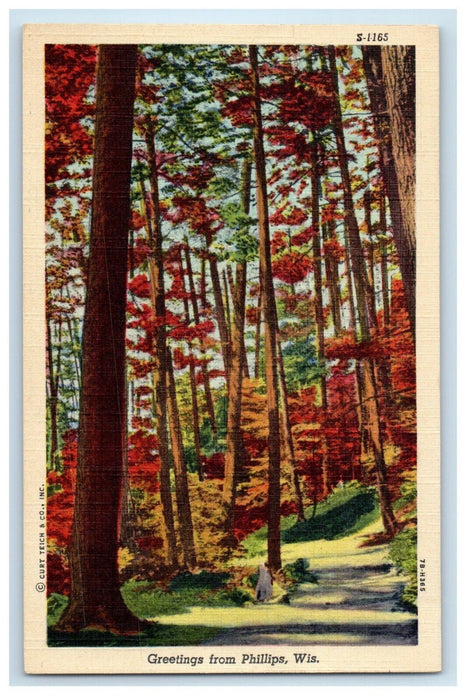 1939 Greetings From Phillips Wisconsin WI, Trees View Vintage Postcard
