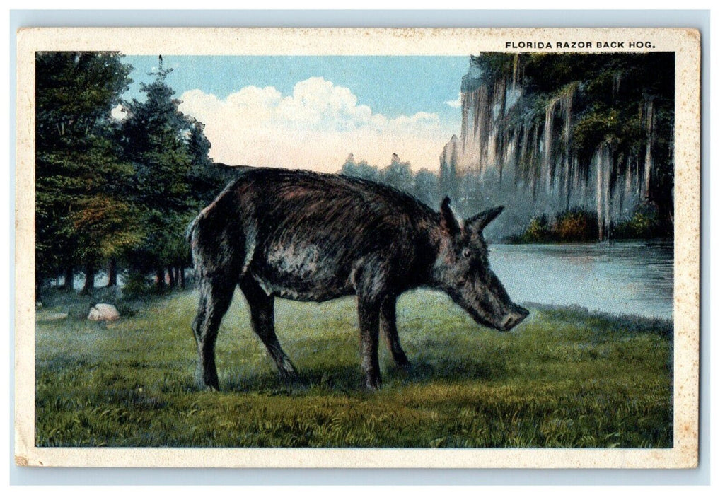 1919 Florida Razor Black Hog St. Petersburg Florida FL Antique Postcard