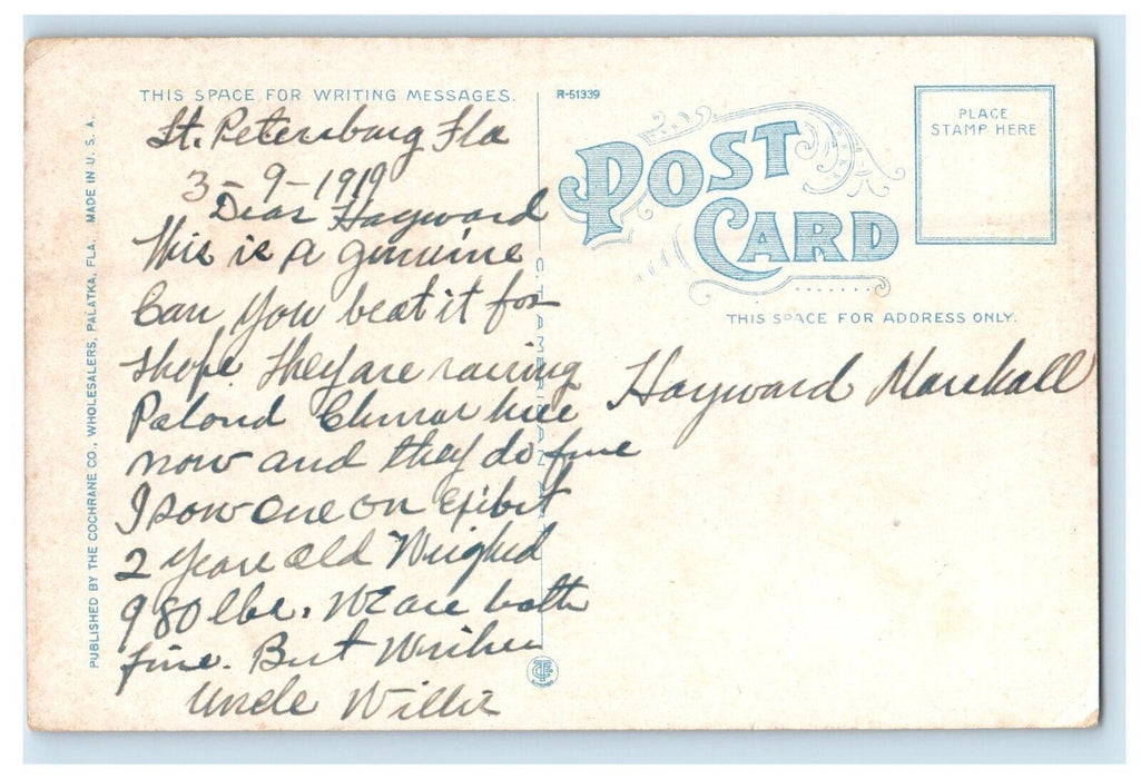 1919 Florida Razor Black Hog St. Petersburg Florida FL Antique Postcard