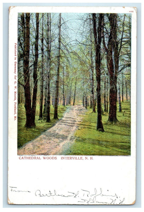 1906 Cathedral Woods, Interville New Hampshire NH Milan NH PMC Postcard