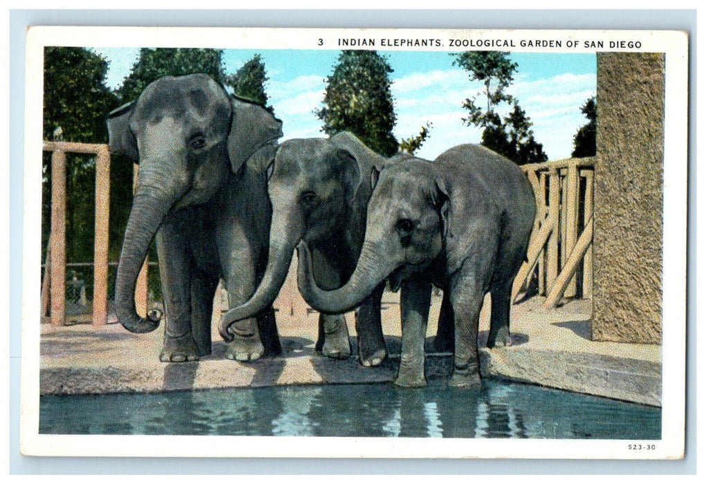 1919 Indian Elephants, Zoological Gardens of San Diego Postcard