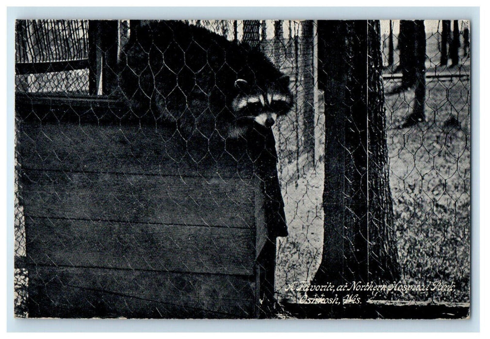 1909 Racoon Zoo Northern Hospital Park Oshkosh Wisconsin WI Antique Postcard