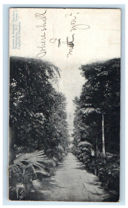 Avenue In Botanic Gardens Washington D.C Dome Of Capitol Advertising Postcard