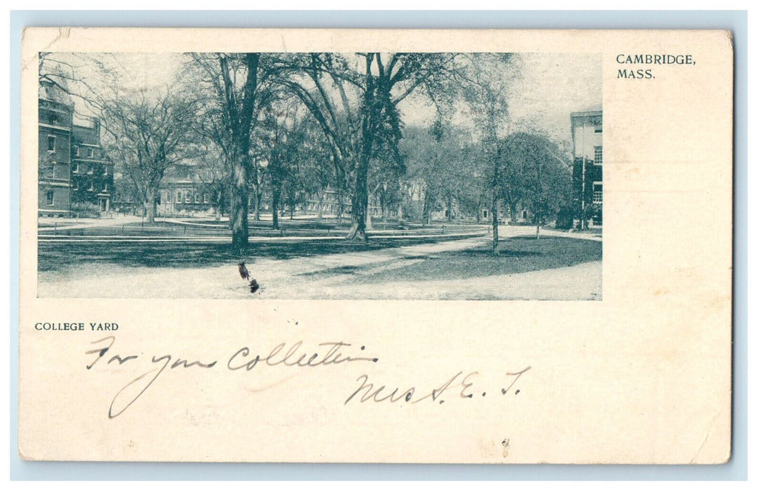 1903 College Yard Cambridge Massachusetts MA PMC Posted Antique Postcard