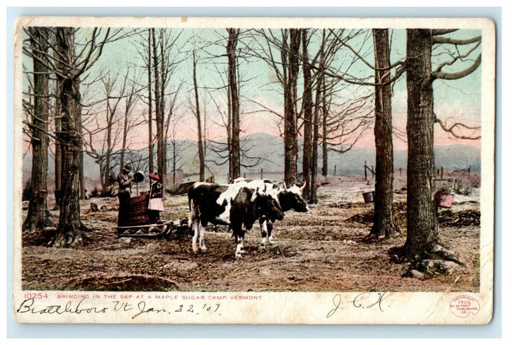 1907 Bringing In The Sap At A Maple Sugar Camp Holden Vermont VT Postcard