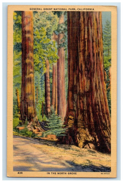 1942 General Grant National Park California CA, In The North Grove Postcard