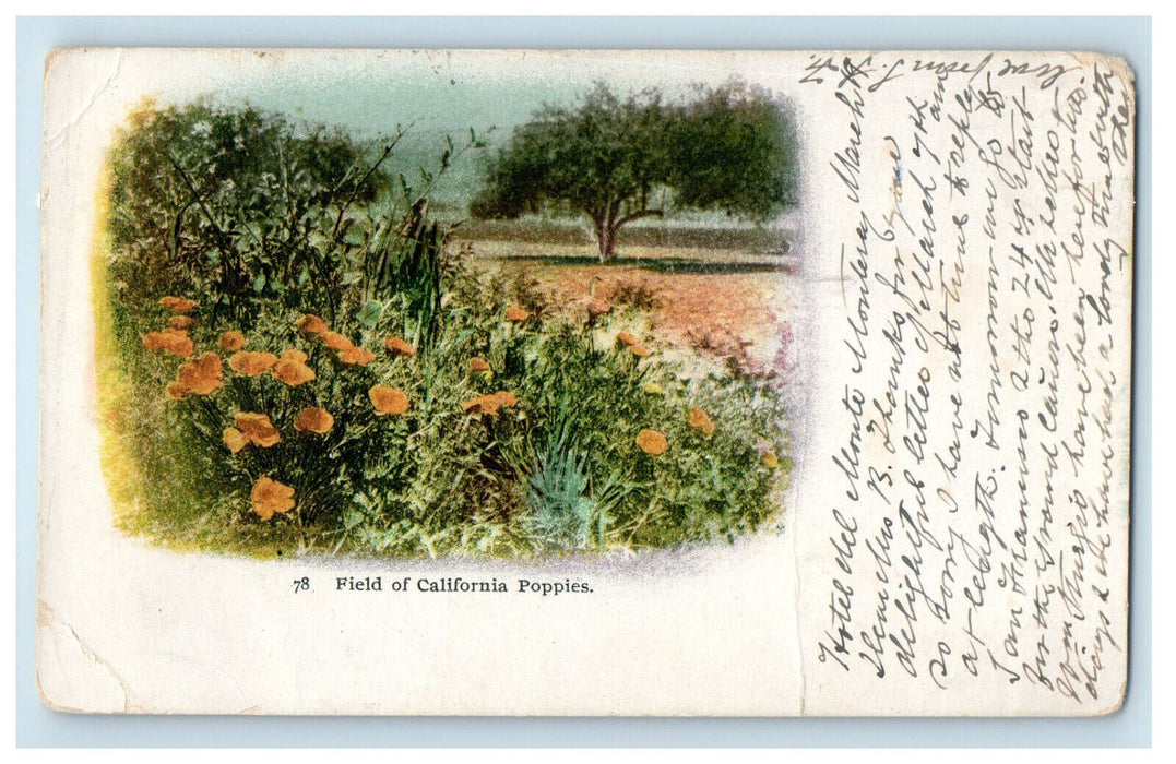 1903 Field of California Poppies, California CA Posted PMC Postcard