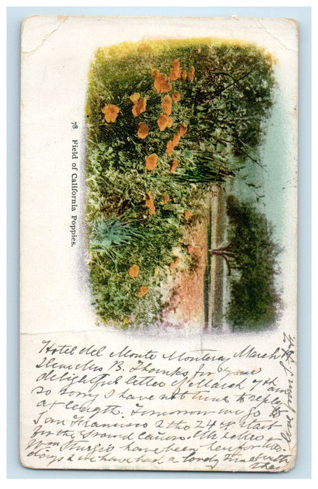 1903 Field of California Poppies, California CA Posted PMC Postcard