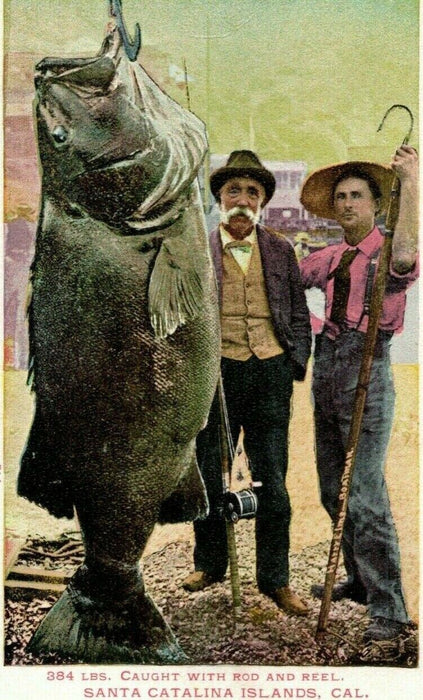 c1905 Giant 384 Pound Fish Fisherman Catalina Island California CA Postcard
