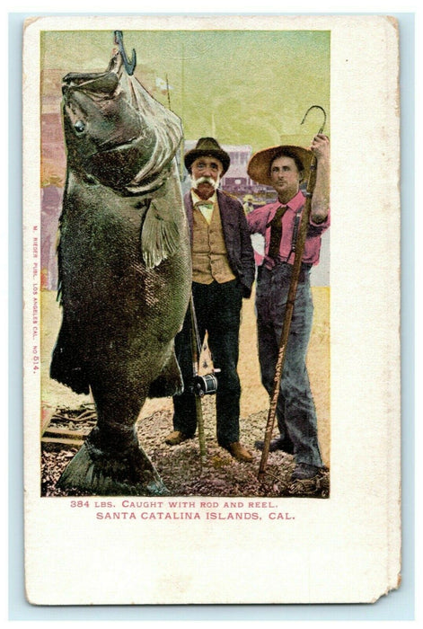 c1905 Giant 384 Pound Fish Fisherman Catalina Island California CA Postcard