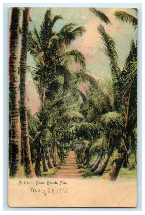 c1905s Tree Views in A Trail Palm Beach Florida FL Antique Unposted Postcard