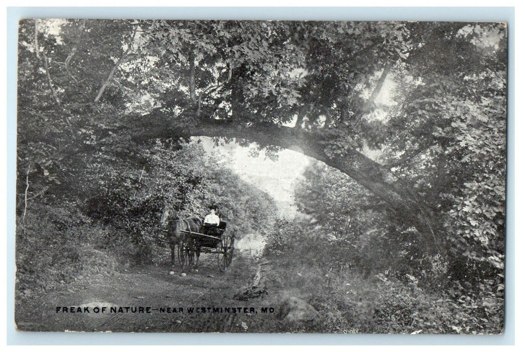c1910s Freak of Nature Near Westminster Maryland MD Antique Unposted Postcard
