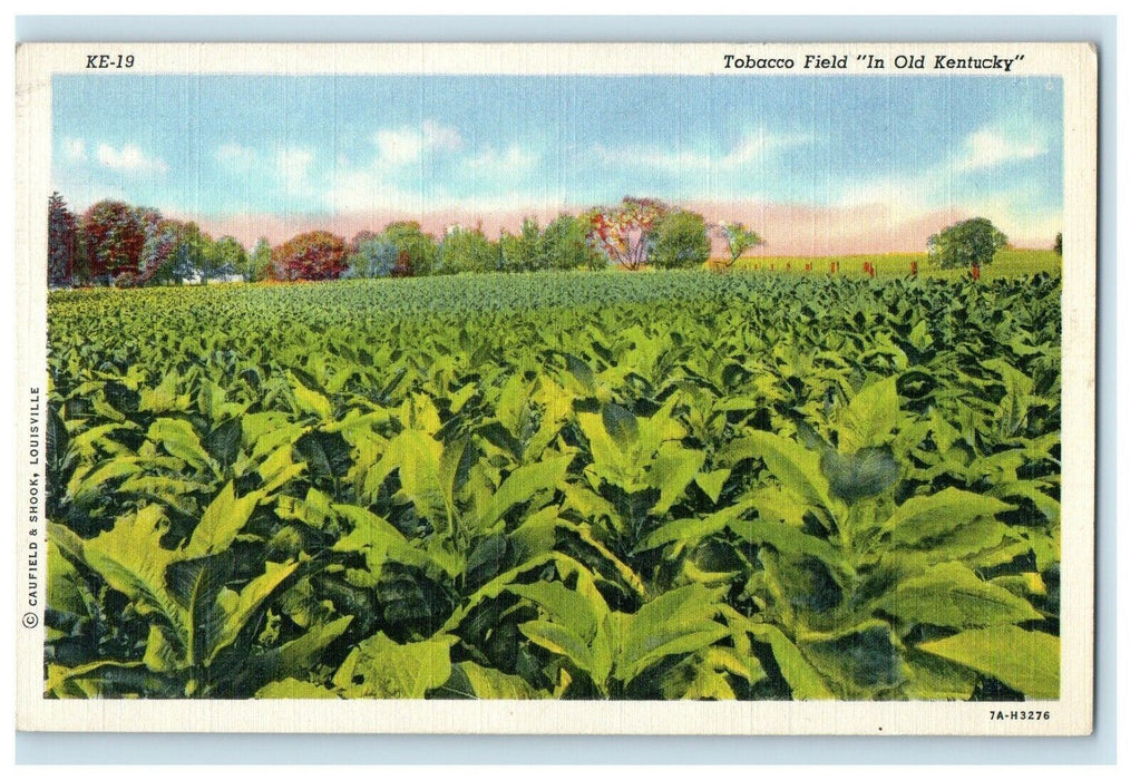 c1940's A View Of Tobacco Field In Old  Kentucky KY Unposted Vintage Postcard