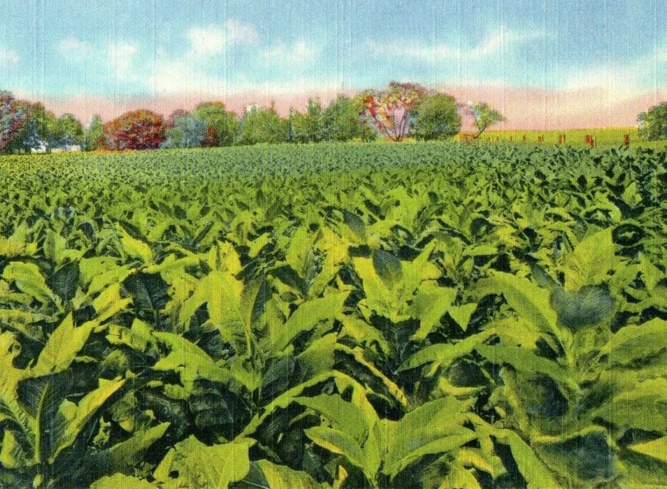 c1940's A View Of Tobacco Field In Old  Kentucky KY Unposted Vintage Postcard