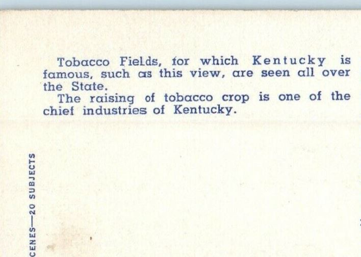 c1940's A View Of Tobacco Field In Old  Kentucky KY Unposted Vintage Postcard