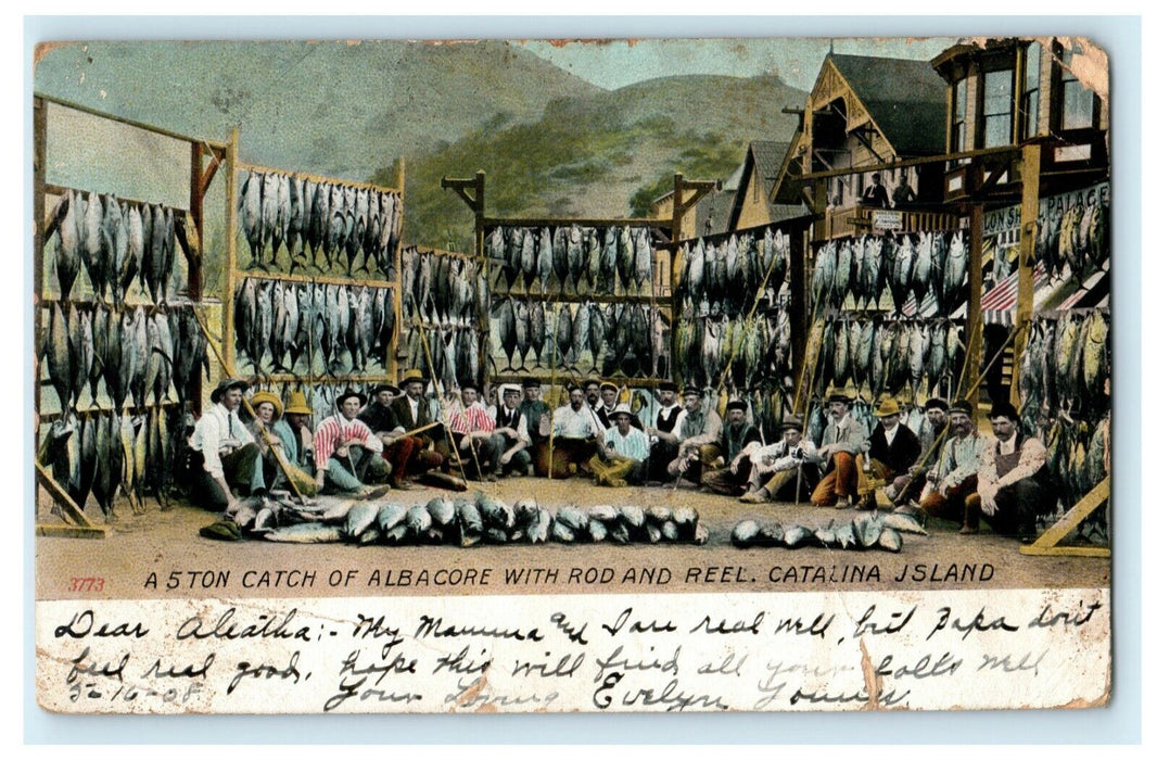 1908 5 Ton Catch Albacore Tuna Catalina Island California CA Posted Postcard